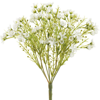 11" Small Waxflower Bush