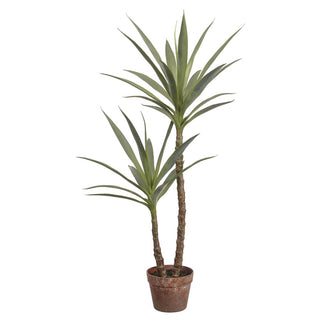 44" Yucca Tree in Pot