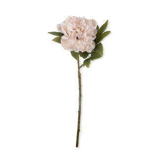 Peony Evening Dew Flower