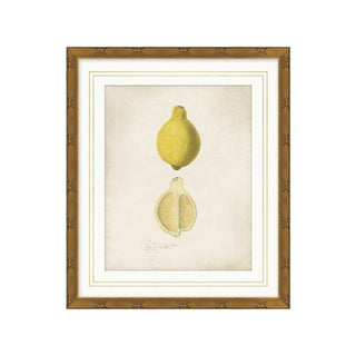 Pomological Lemon - 14.5"w x 17"h
