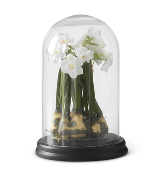 11" White Daffodils in Glass Cloche