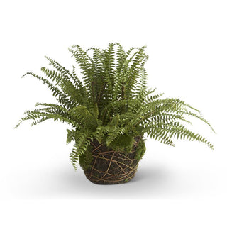 30.25 Inch Boston Fern in Moss and Twig Basket