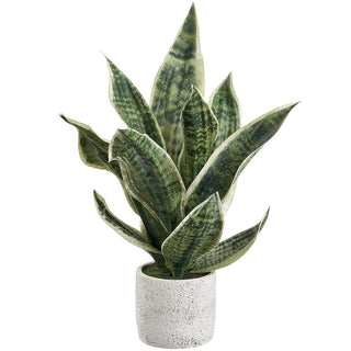 18" Sansevieria Plant in Cement Pot