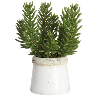 18" Senecio in Stoneware Container