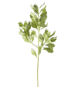 28" Pittosporum Leaf Stem