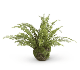 30.5" Boston Fern in Moss and Twig Basket