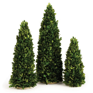 Boxwood Mini Trees