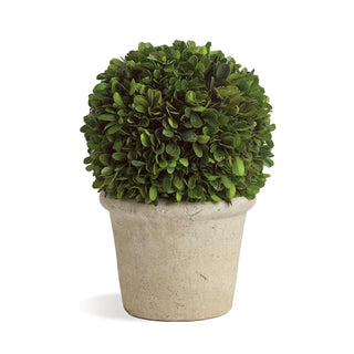 Boxwood  Ball in Pot Topiary