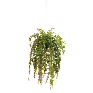 Boston Hanging Fern