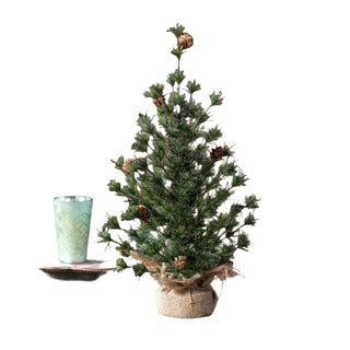 Spruce Seedling Tree 18"