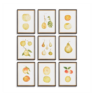 Assorted Fruit Study