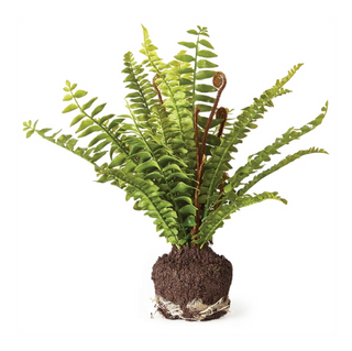 Boston Fern 11" Drop-In