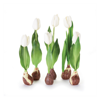 Standing Tulips with Bulbs