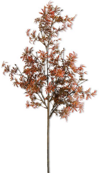 30" Fall Japanese Maple Stem