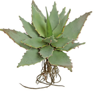 Spiny Succulent - 7.5" Green