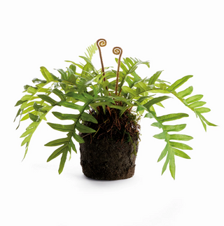 HARE'S FOOT FERN DROP-IN 12"