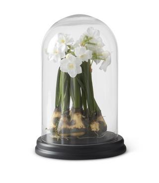 11" White Daffodils in Glass Cloche