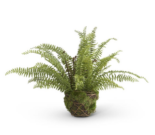 27.5" Boston Fern in Moss and Twig Basket