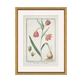 Hortus Romanus 32 Framed Art