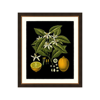 Flowering Citrus 3