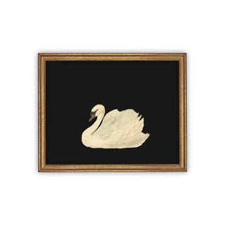 Black Swan Vintage Art