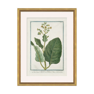 Hortus Romanus 25 Framed Art