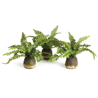 Home Accents Boston Fern Drop - In