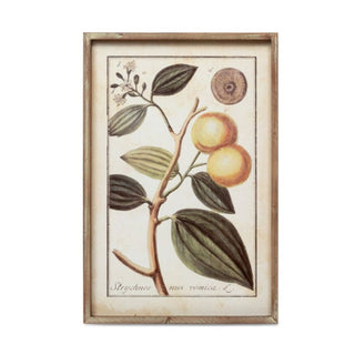 Botanical Study Citrus Prints