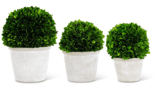 Boxwood Ball in Whitewashed Pot