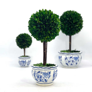 Boxwood Ball Topiary Tree in Round Blue & White Ceramic Pot: Large