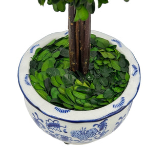 Boxwood Ball Topiary Tree in Round Blue & White Ceramic Pot: Large