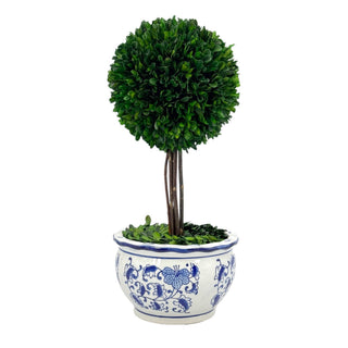 Boxwood Ball Topiary Tree in Round Blue & White Ceramic Pot: Large