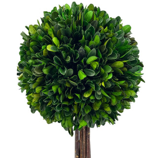 Boxwood Ball Topiary Tree in Round Blue & White Ceramic Pot: Large
