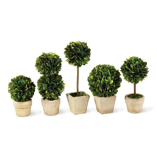 Boxwood Mini Topiary