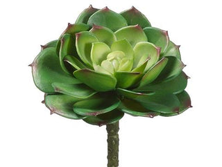 Cabbage Echeveria Pick