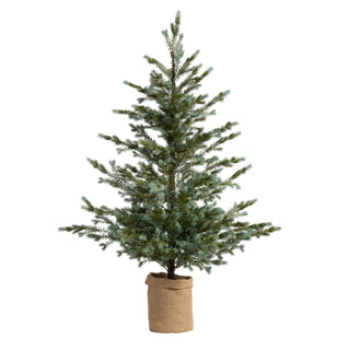Colorado Blue Spruce - Large