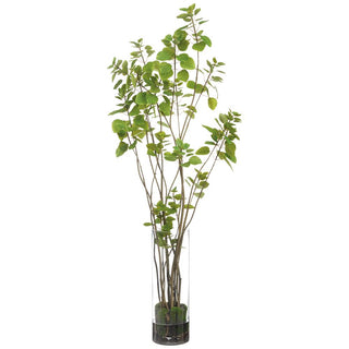 Cotinus Plant in Tall Glass Vase