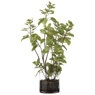 Cotinus Plant /Soil In Glass Vase 36"h