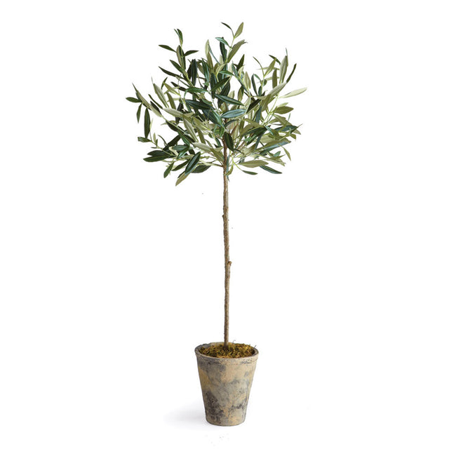 Seymour Potted Olive Tree
