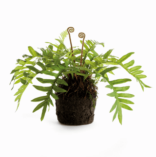 HARE'S FOOT FERN DROP-IN 12"