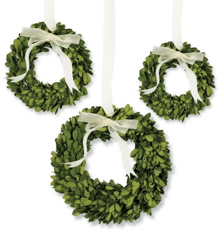 Three circular Mini Preserved Boxwood Wreaths with white bows hanging against a white background.