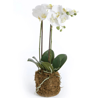 PHALAENOPSIS ORCHID DROP - IN 23"