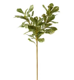 Pittosporum Spray 20"
