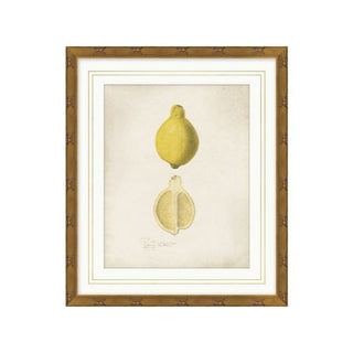 Pomological Lemon - 14.5"w x 17"h