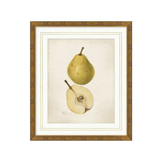 Pomological Pear - 14.5"w x 17"h