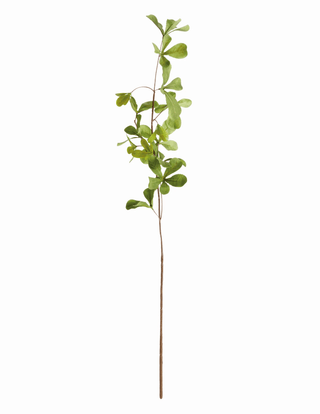 SHADY LADY BLACK OLIVE STEMS 28"