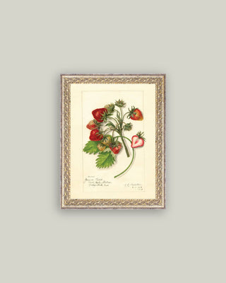 Study of Strawberries: 5x7