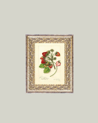 Study of Strawberries: 5x7