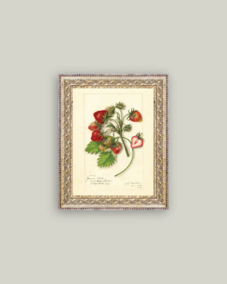 Study of Strawberries: 5x7