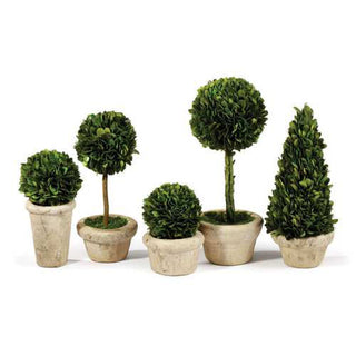 Elmer Boxwood Topiary